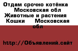 Отдам срочно котёнка  - Московская обл. Животные и растения » Кошки   . Московская обл.